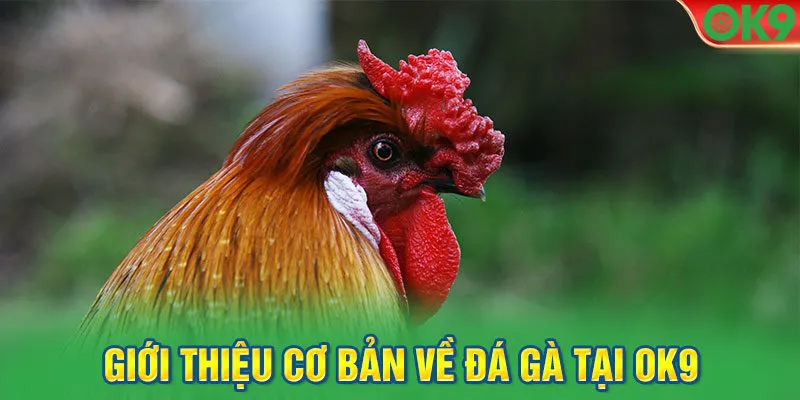 Đôi nét bao quát về đá gà OK9