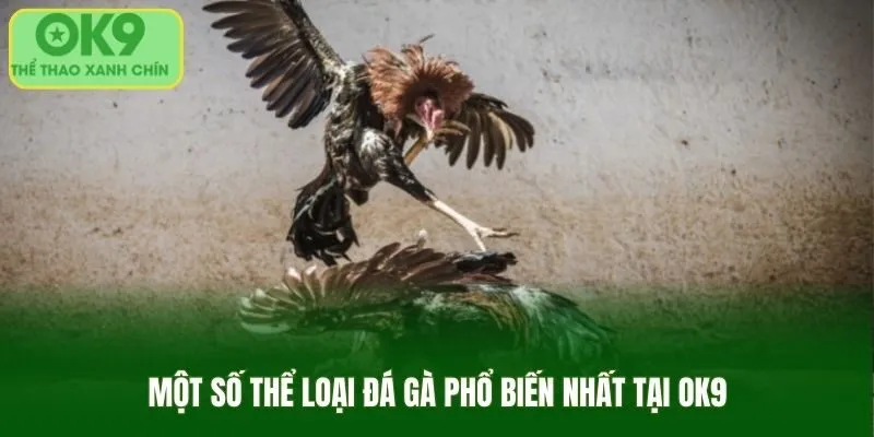 Điểm danh những loại hình đá gà OK9 cực chất